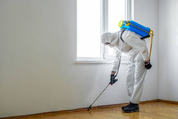 Best Flea Control Services  in Blanco, TX