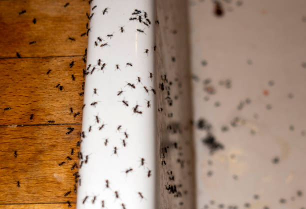 Reliable Blanco, TX Pest Control Solutions