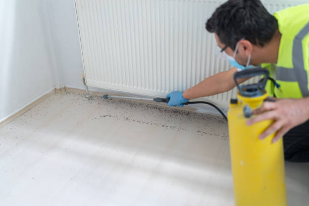 Best Local Pest Control Services  in Blanco, TX